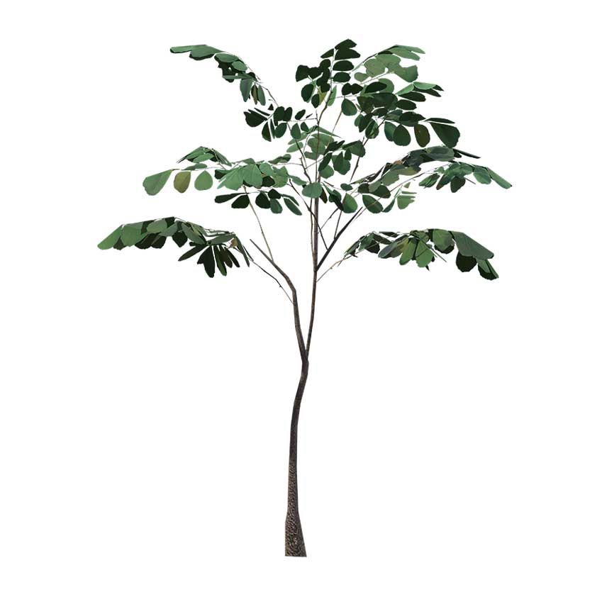 Dalbergia sissoo - Rosewood Tree (S)